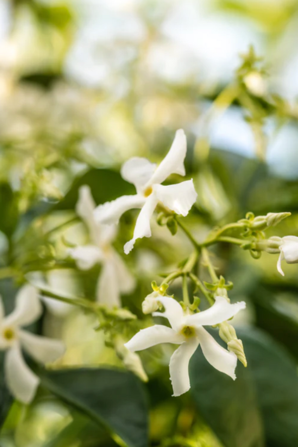 Pura - Homesick Replacement Fragrance - New Home